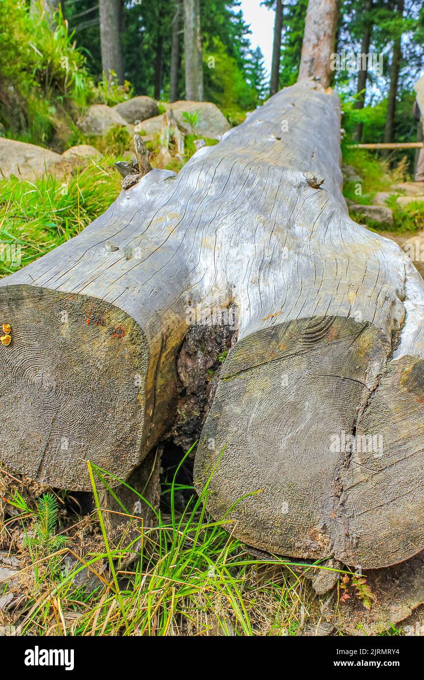 The dying silver forest with dead broken uprooted spruces or sawed off