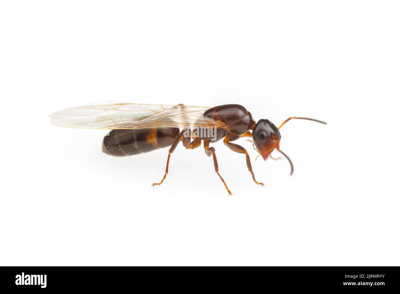 A Mississippi Gate-keeper Ant (Colobopsis mississippiensis) queen during a nuptial flight, isolated on white background. Stock Photo