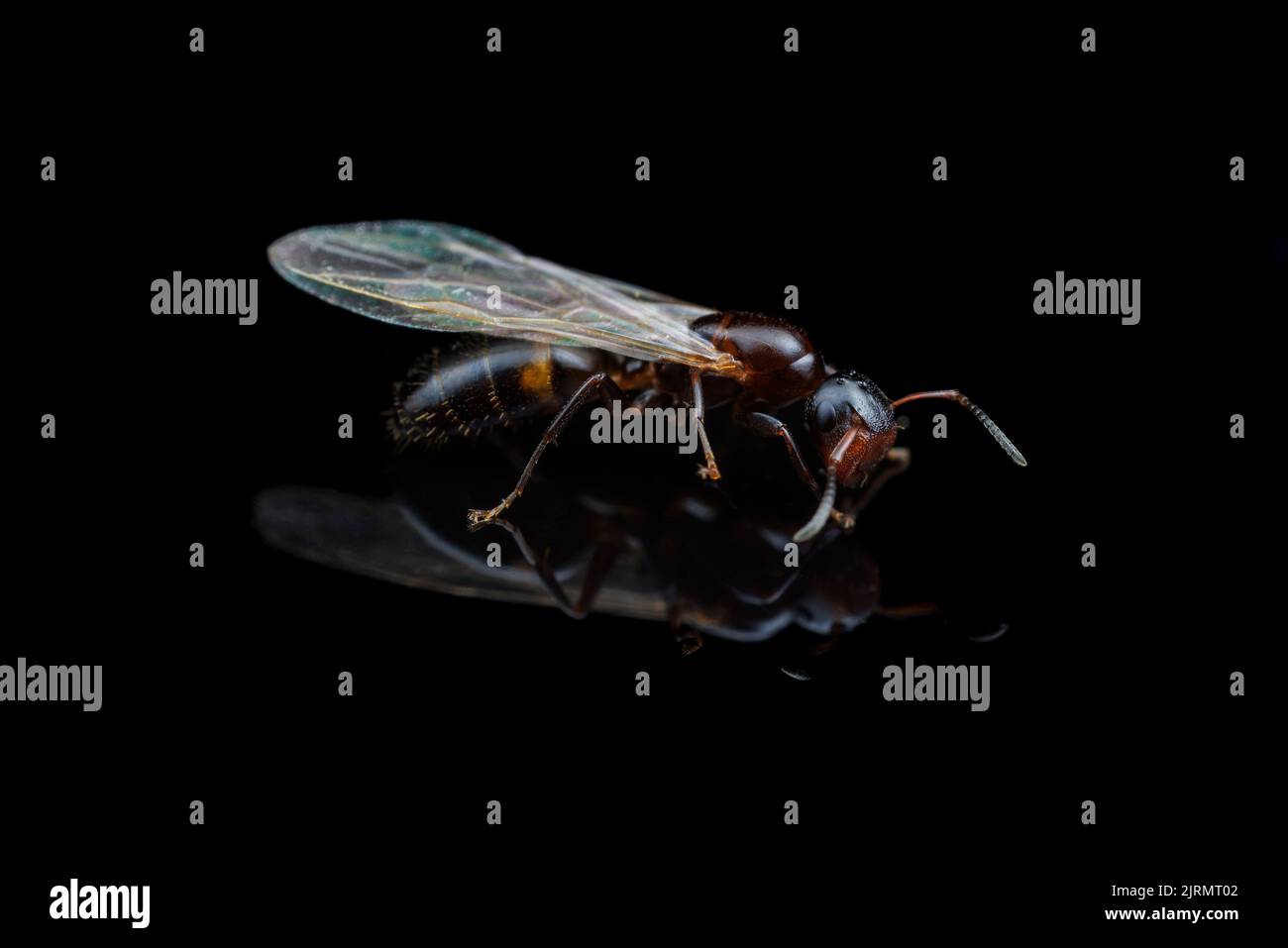 A Mississippi Gate-keeper Ant (Colobopsis mississippiensis) queen during a nuptial flight. Stock Photo