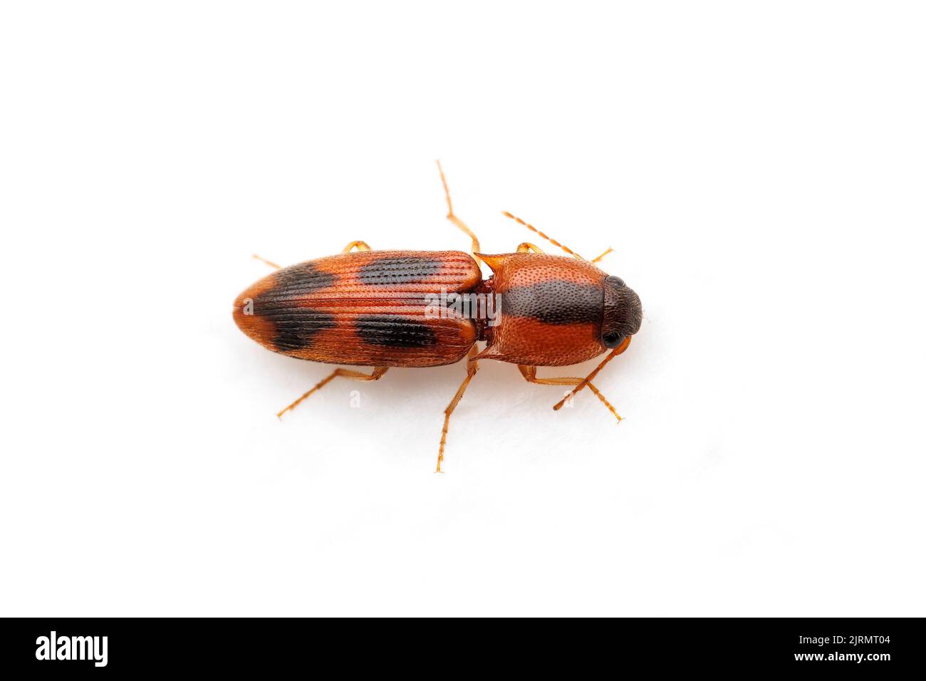 Click Beetle (Aeolus sp.) isolated on white background. Stock Photo