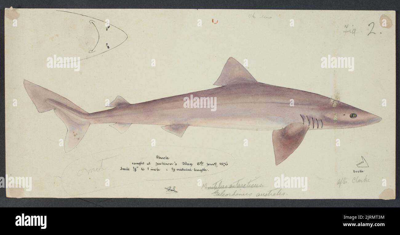Galeorhinus galeus (NZ) : Requiem shark, 1876, by Frank Edward Clarke. Stock Photo