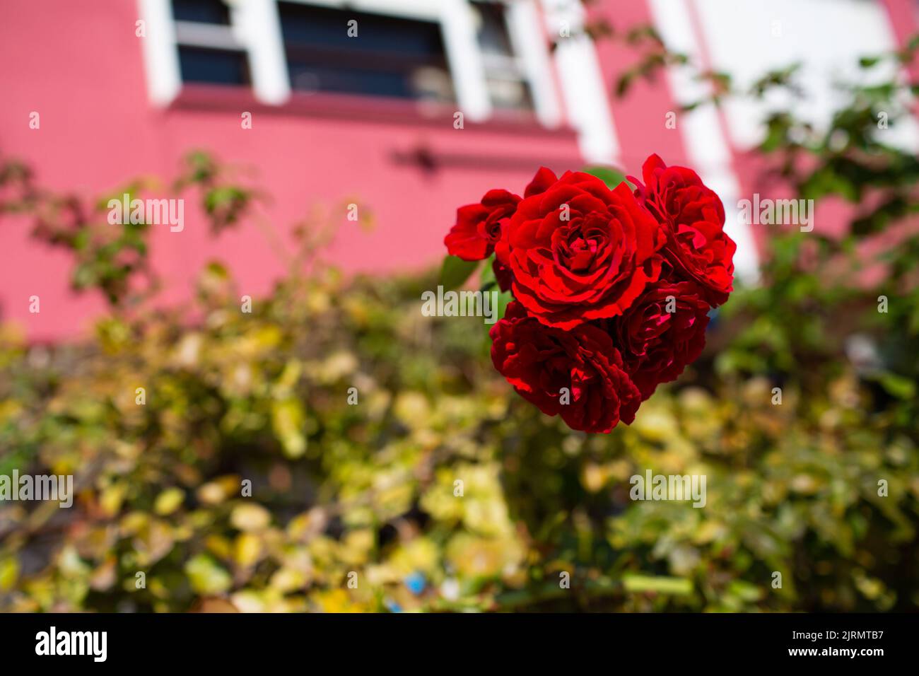 Climbing red rose hi-res stock photography and images - Alamy