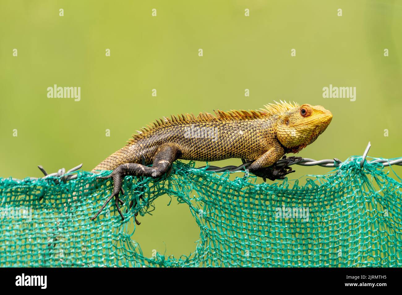 A closeup of a oriental garden lizard on a metal wire against a green background Stock Photo