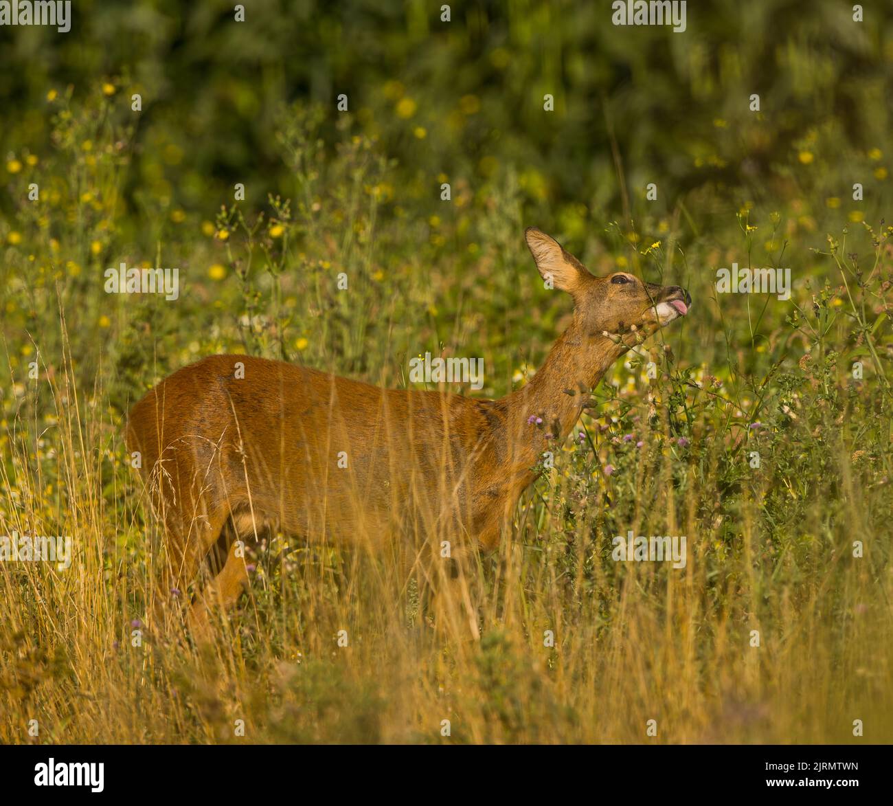 With captured roe hires stock photography and images Alamy
