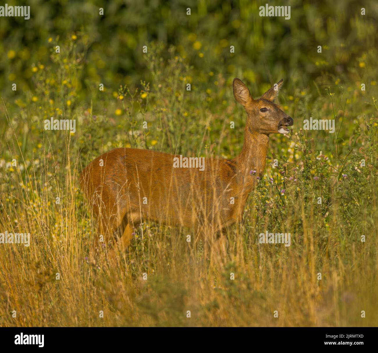 Roe deer captured on canon r5 hi-res stock photography and images - Alamy