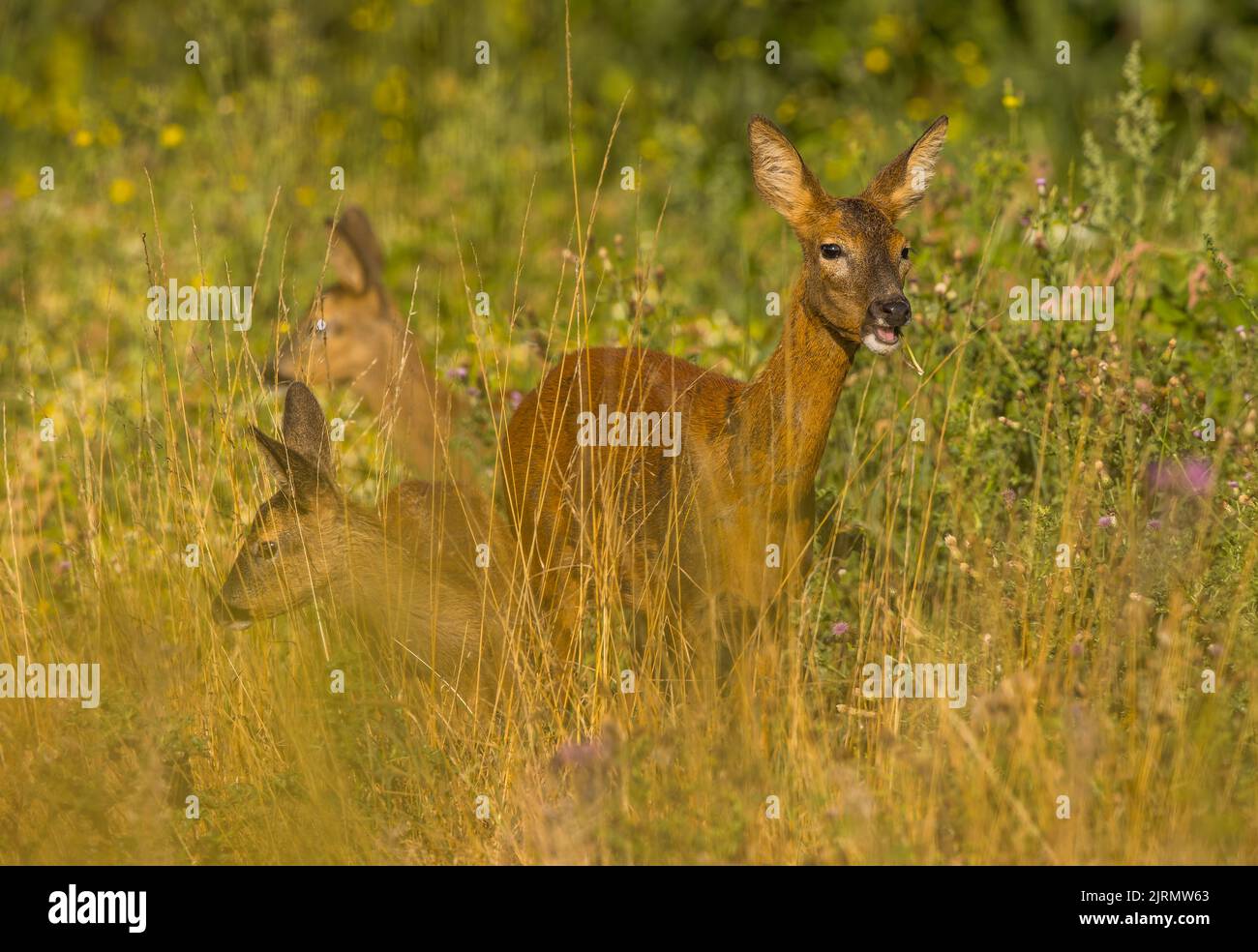 Roe deer captured on canon r5 hi-res stock photography and images - Alamy