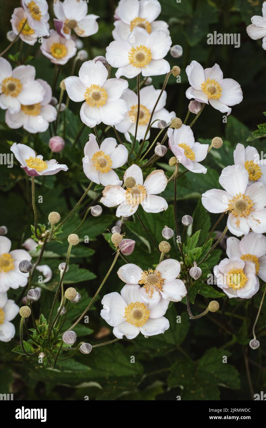 Hardy Grape Leaf Anemone - Japanese Anemone plant flowering in the garden Stock Photo