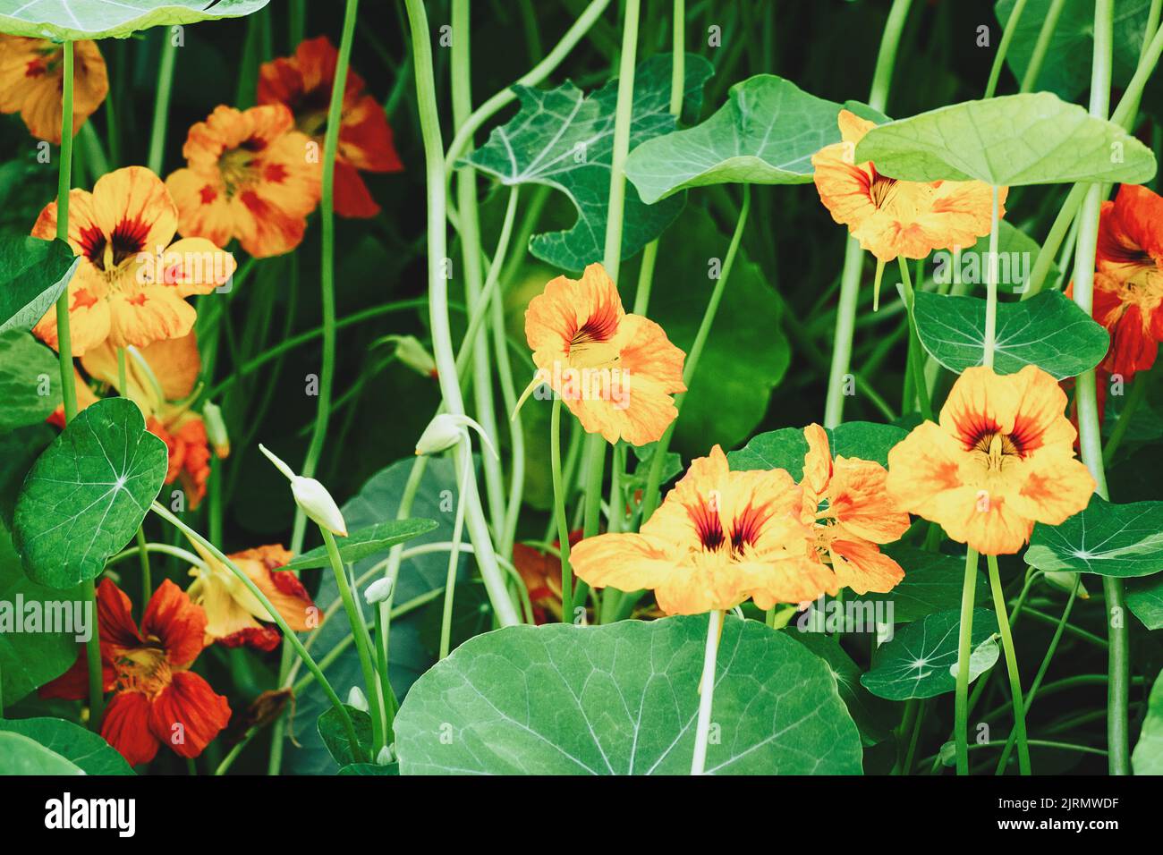 Garden nasturtium plants with orange and yellow flowers, Tropaeolum