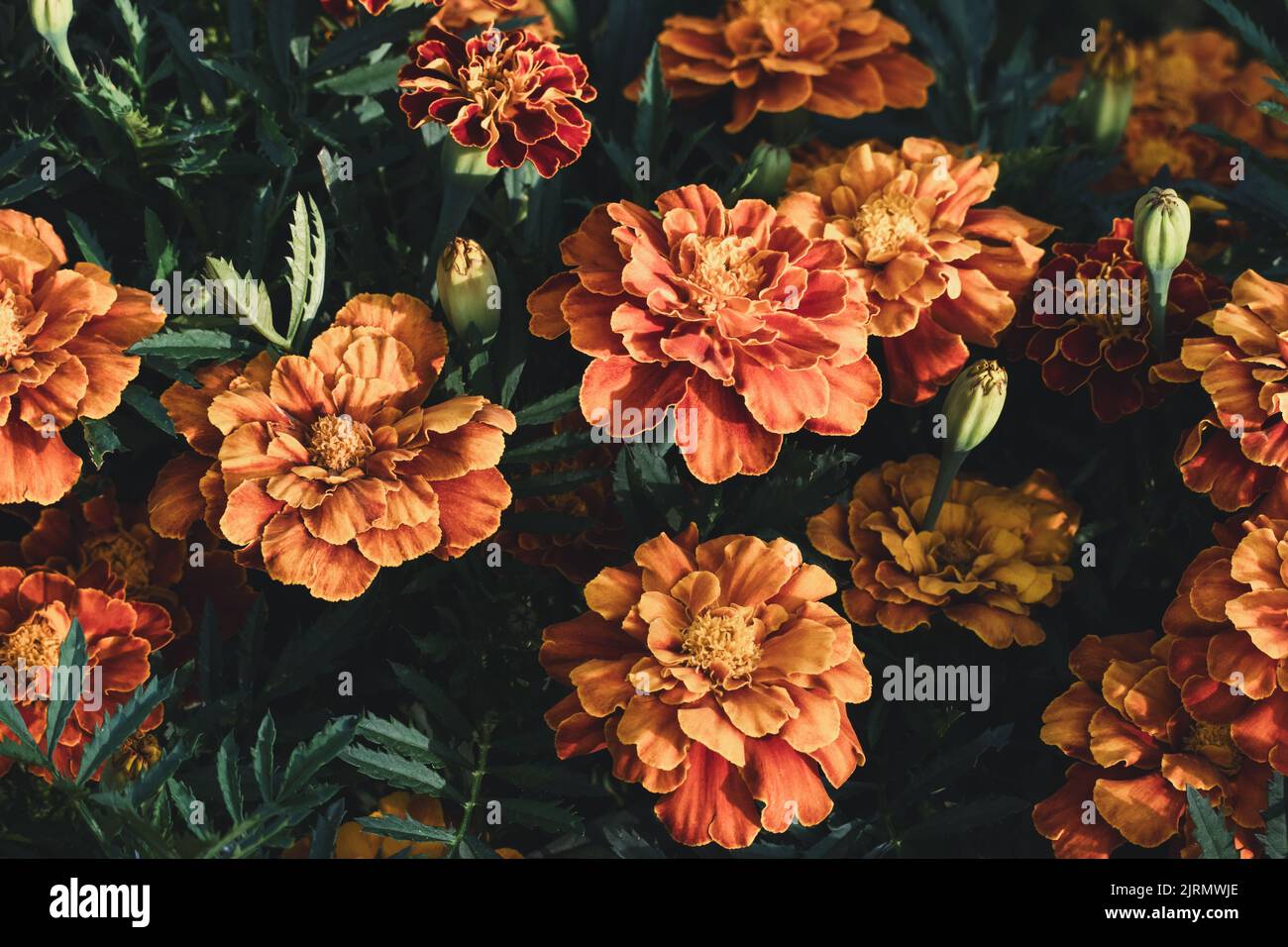 African marigold flowers in the garden, Tagetes growing closeup Stock Photo