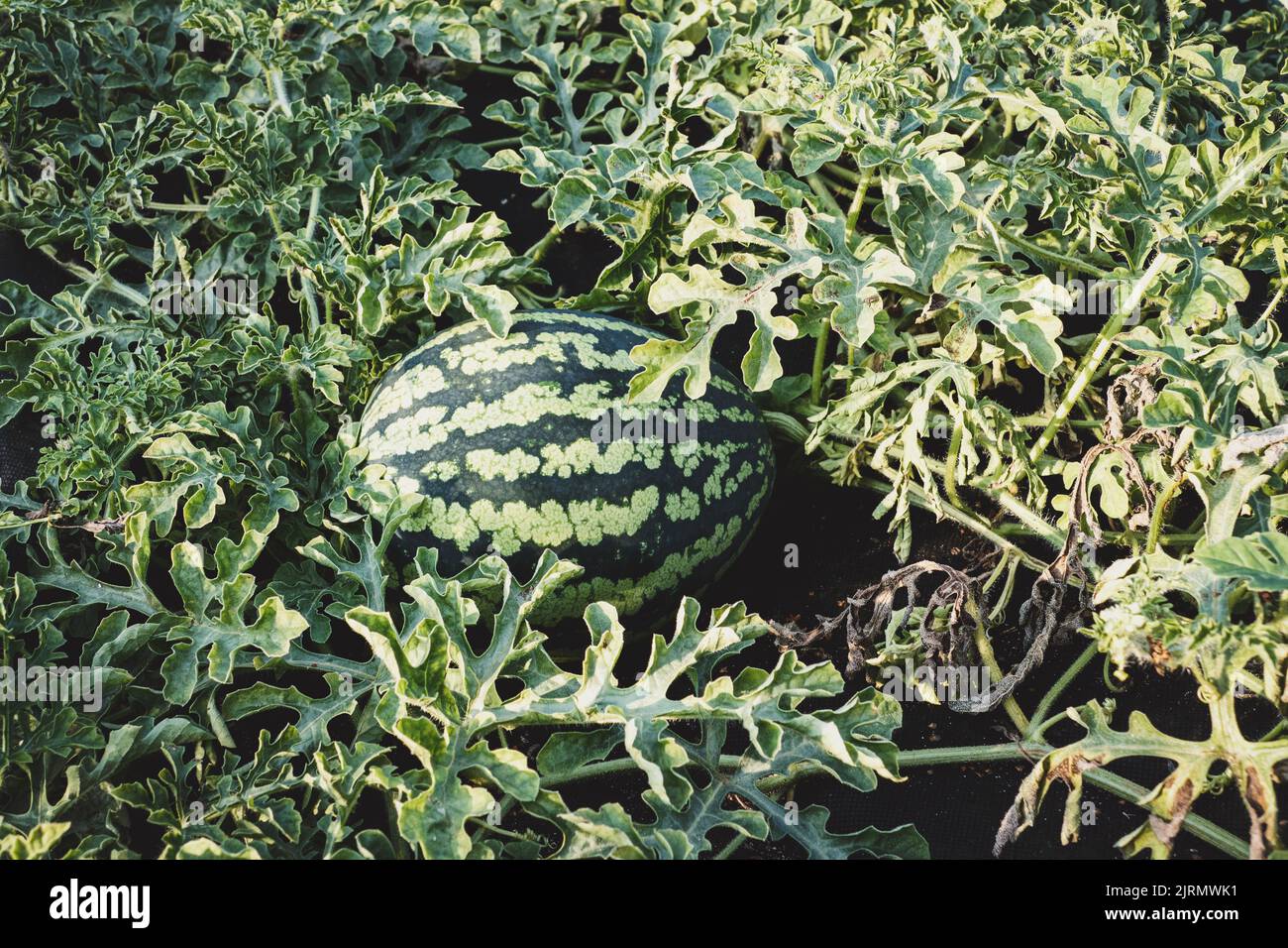 Watermelon plant growing in organic vegetable garden, ripening watermelon Stock Photo