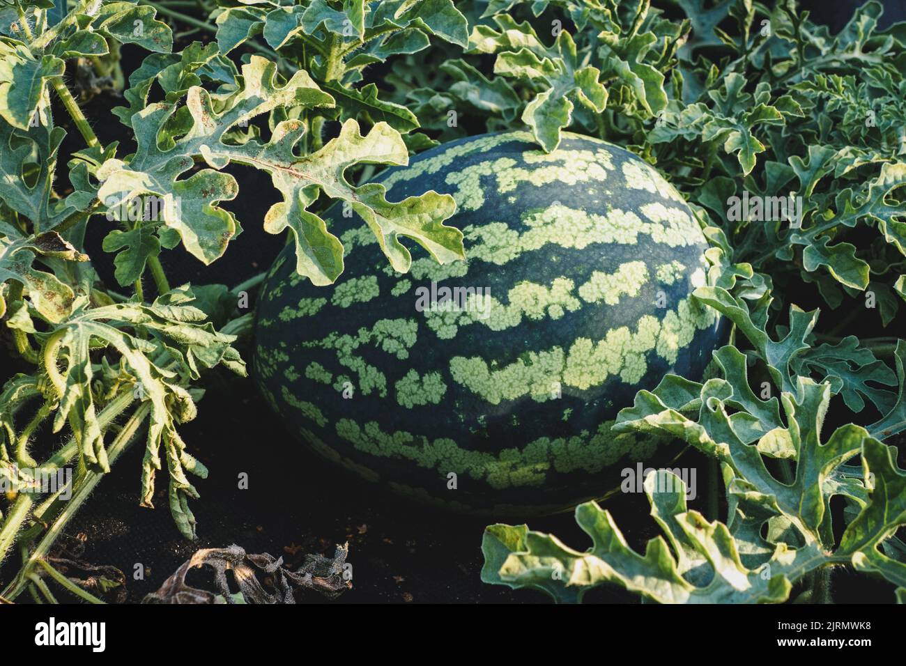 Watermelon growing in the garden, ripe watermelon on vine closeup Stock Photo
