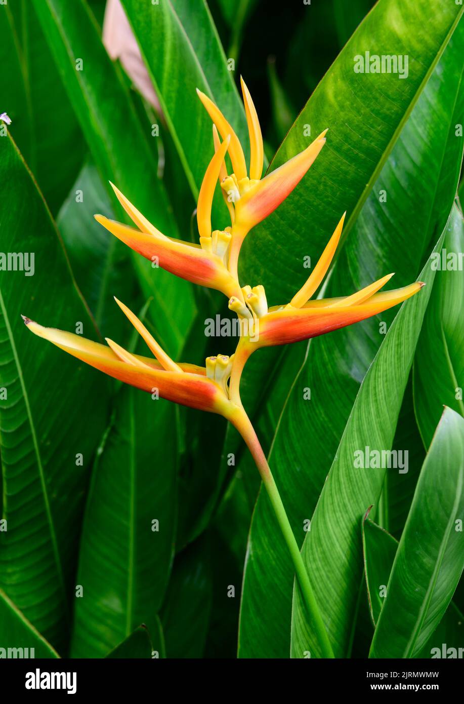 Bird of paradise flower blossom in botanic garden Stock Photo