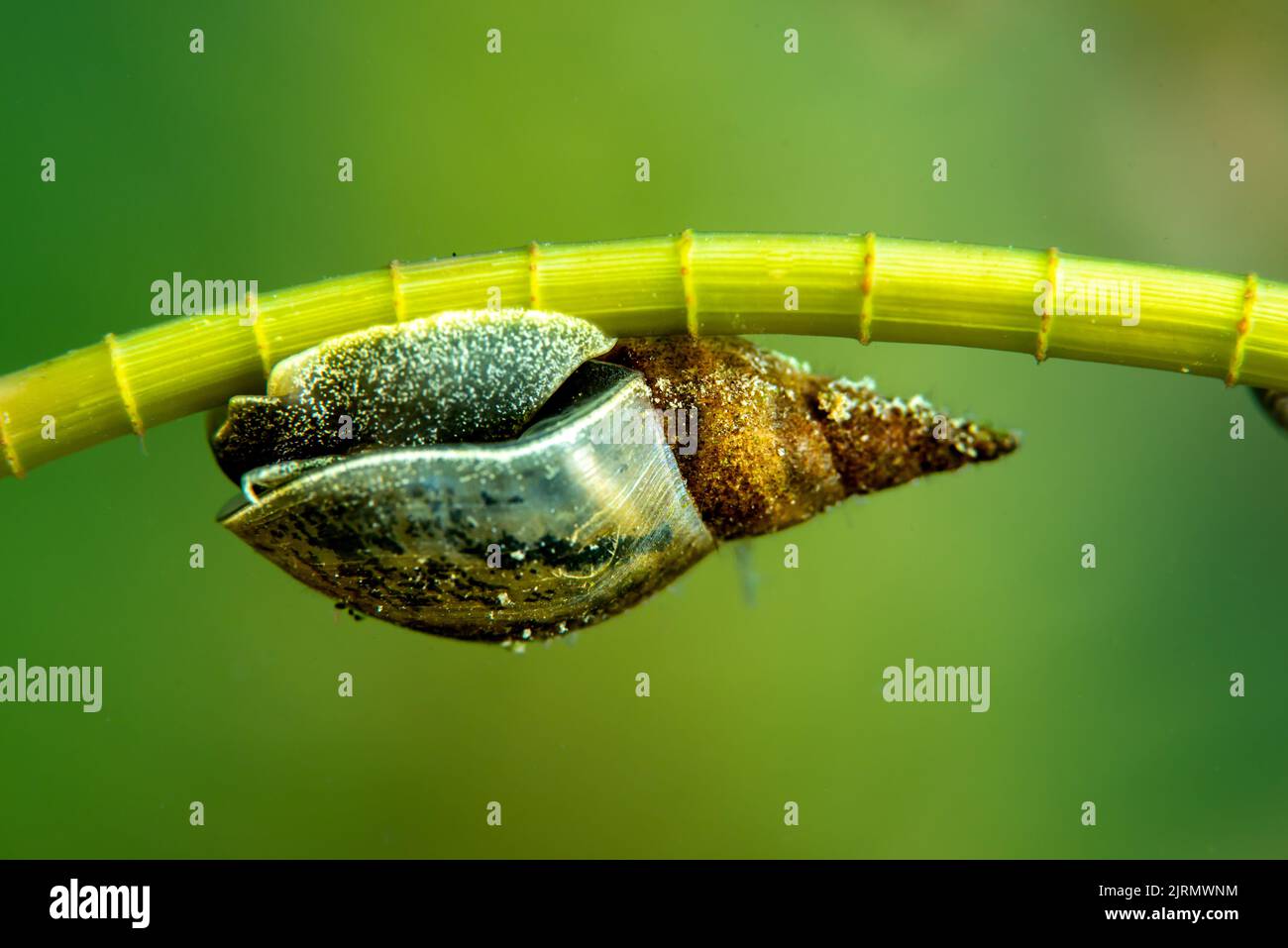 Blasenschnecken im Süßwassersee Stock Photo Alamy