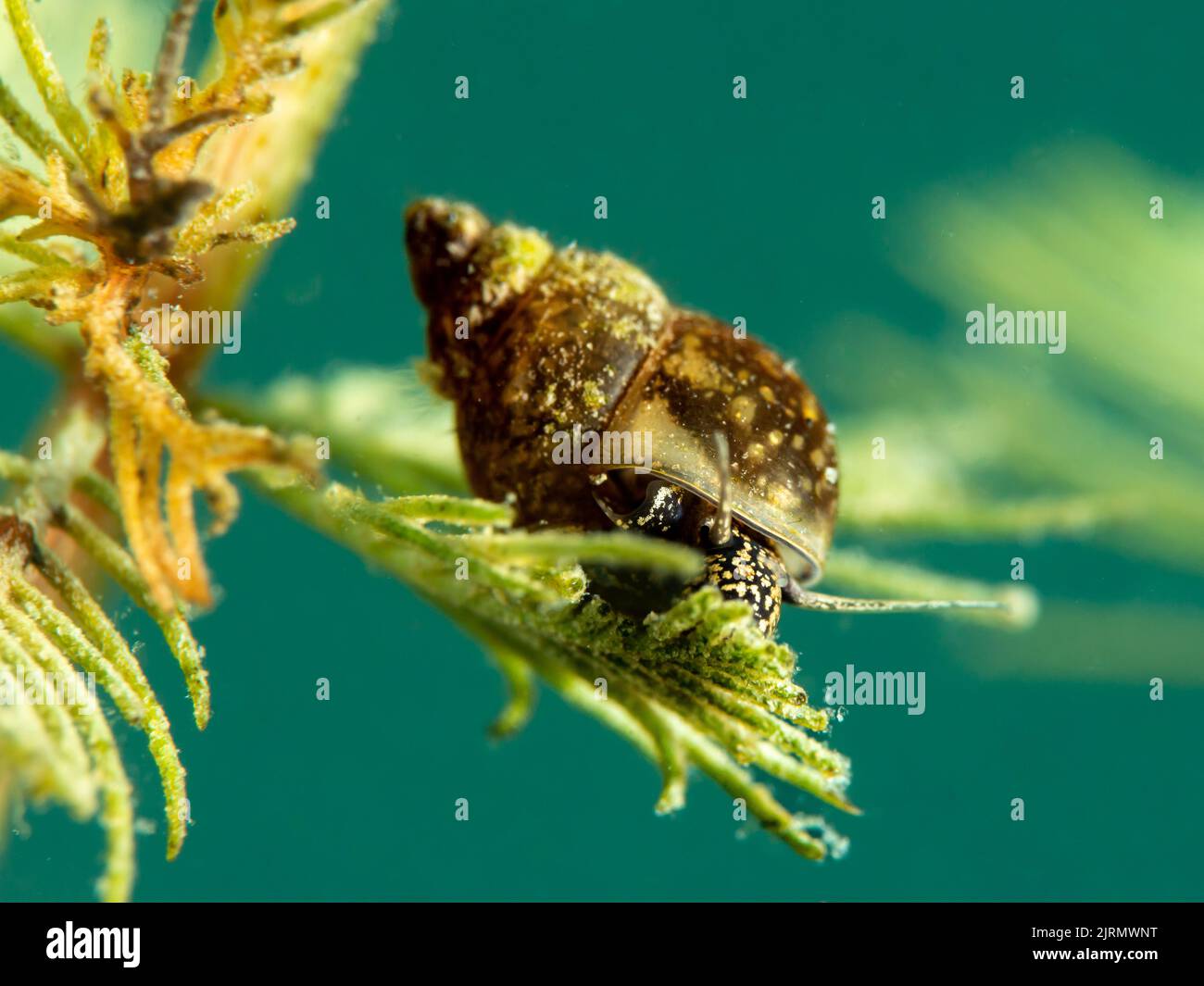 Blasenschnecken im Süßwassersee Stock Photo Alamy