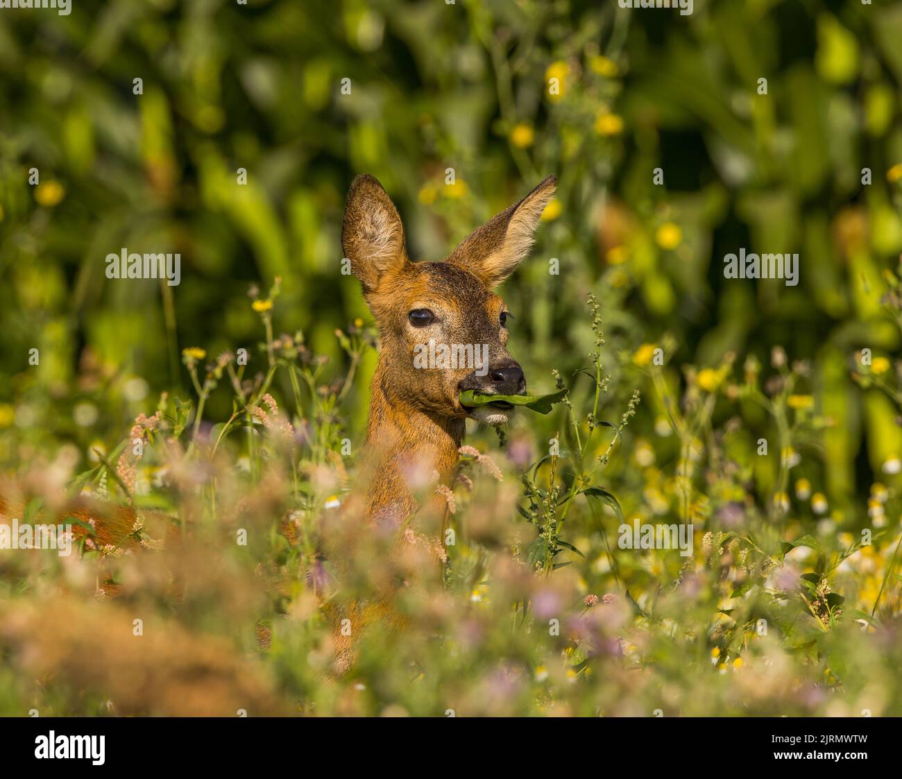 Roe deer captured in wild flower meadow hires stock photography and images Alamy