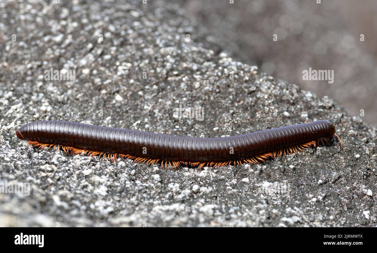 Giant African millipede (Archispirostreptus gigas) in La Digue island. Seychelles. Stock Photo