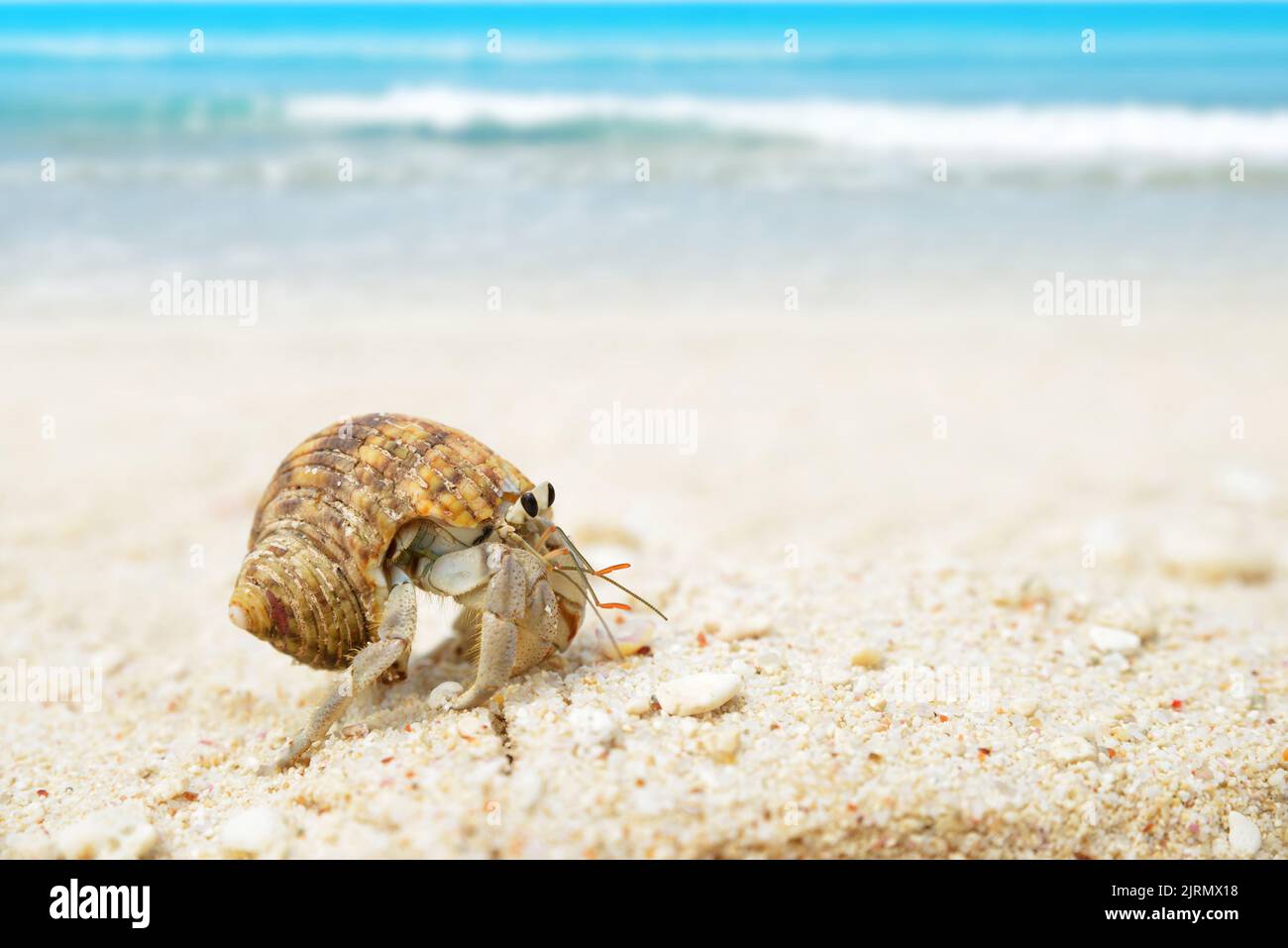 Hermit crab in shell beach hi-res stock photography and images - Alamy