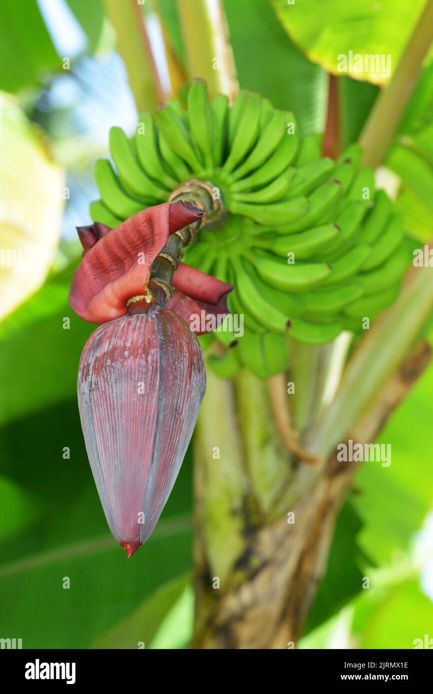 Young banana fruits and flower closeup Stock Photo Alamy