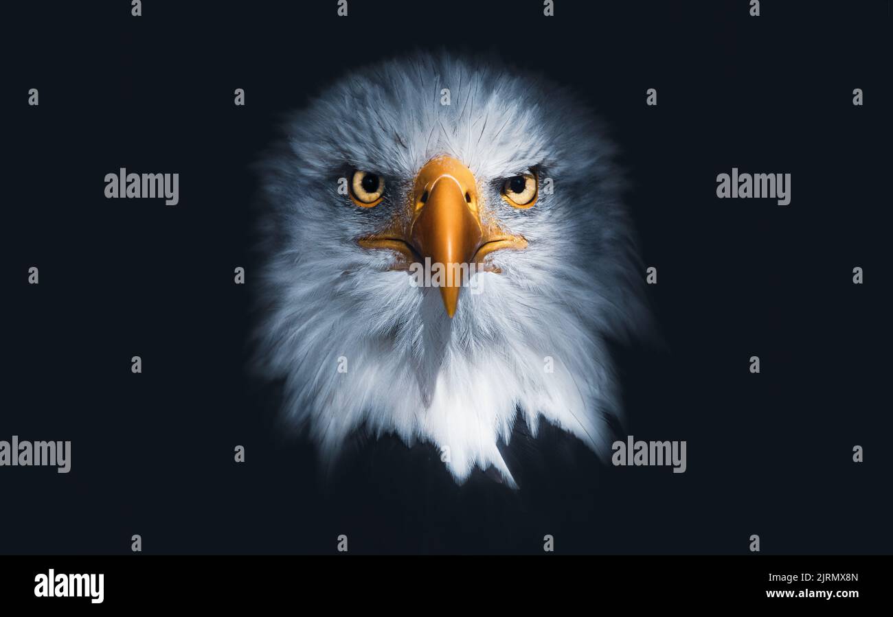 A closeup of a bald eagle looking straight into the camrea, dark matte background Stock Photo