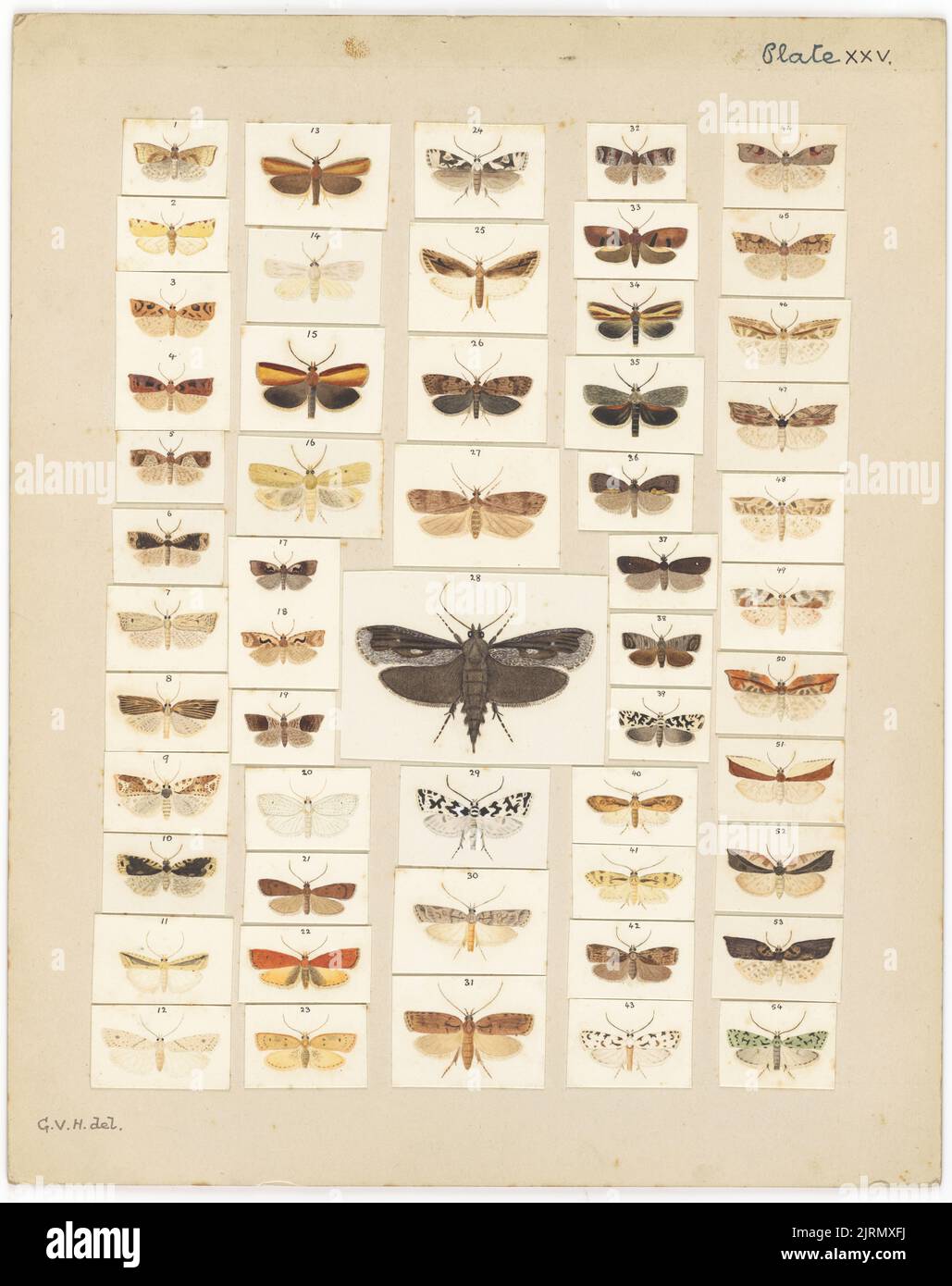 Plate XXV. The butterflies and moths of New Zealand., circa 1927, by