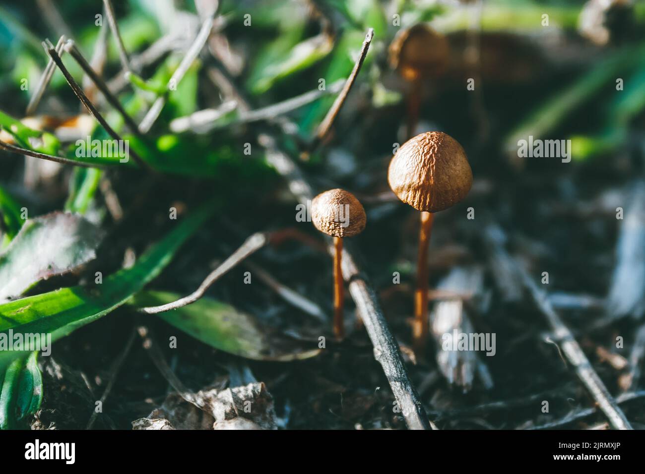 Beautiful small orange mushrooms among dried branches, foliage, mowed grass in mystical autumn misty forest. Selective focus Stock Photo