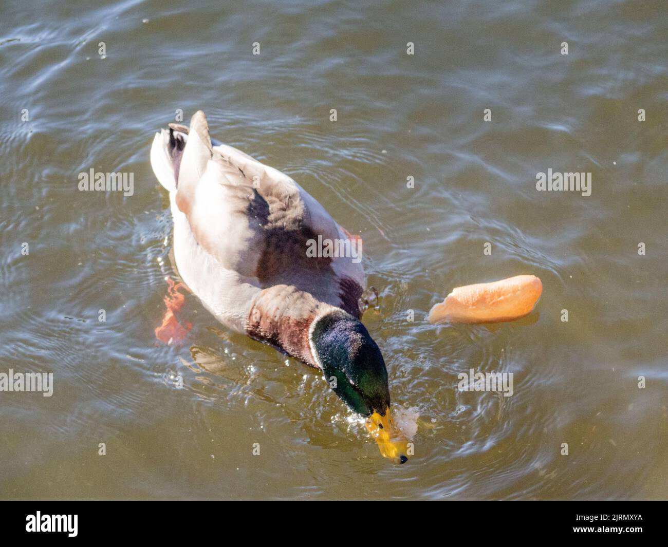 wild mallard eating in a black river due to drought Stock Photo