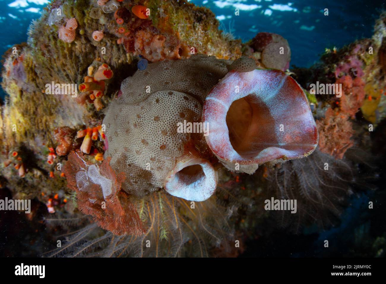 A large solitary tunicate grows on a coral reef in Raja Ampat, Indonesia. Tunicates feed on organic material in the water thus improving water quality. Stock Photo