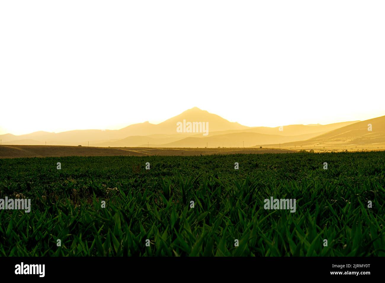 Mountain range silhouette. Background is white . Sunset shot over the field. Foggy sunlight. Copy Text area.selective focus. Stock Photo