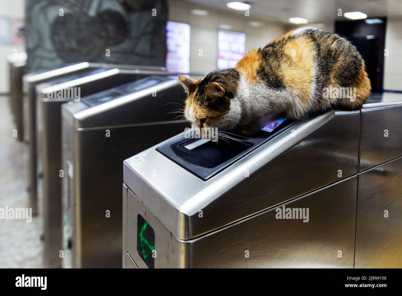 Worried calico cat crouched on electronic turnstile in a subway station Stock Photo