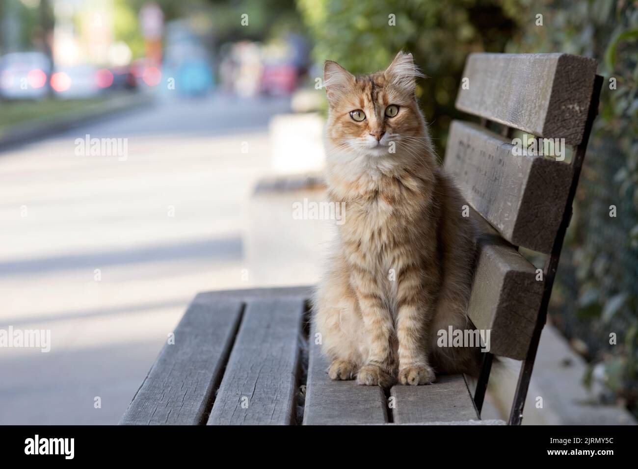 Slanted eye tabby cat outdoors in front portrait, sitting upright on a bench with closed mouth, looking at lens. Stock Photo