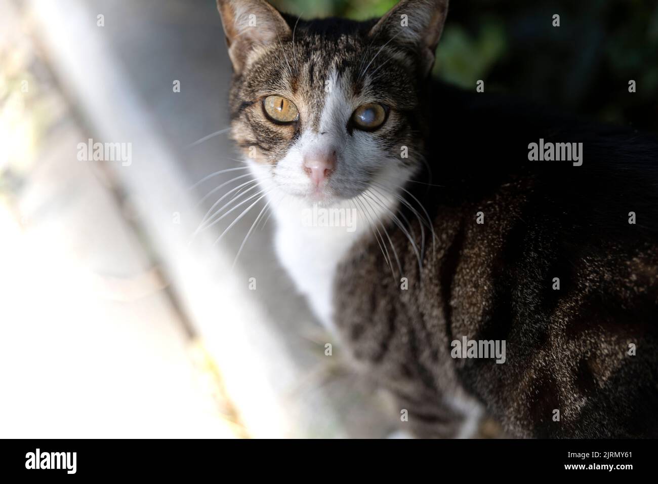 Cataract eyed cat looking at lens in head and shoulders portrait. Stock Photo