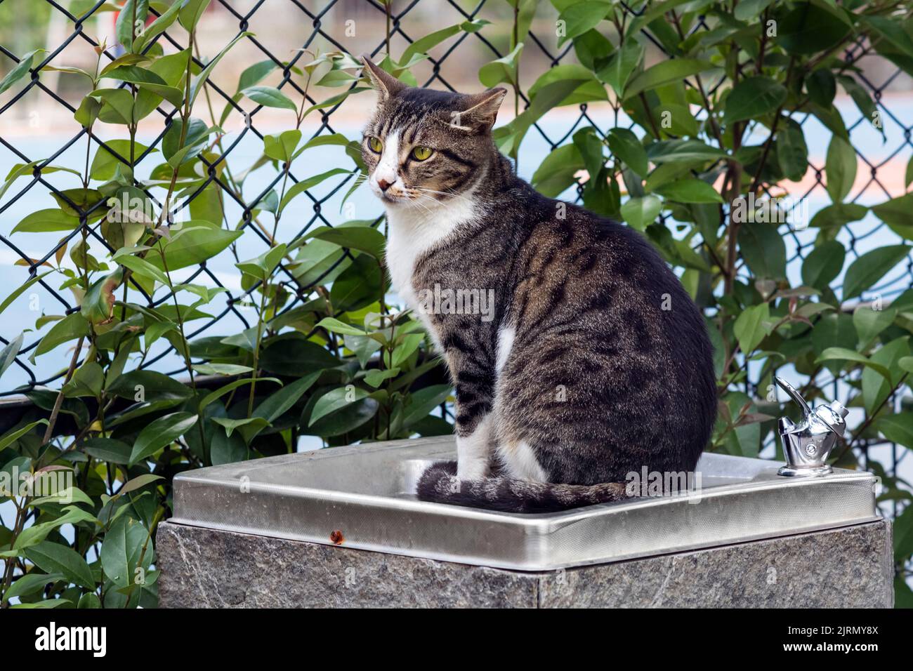 Adult stray mackerel cat sitting on a water dispenser outdoors, in full body portrait with foliage in the background. Stock Photo