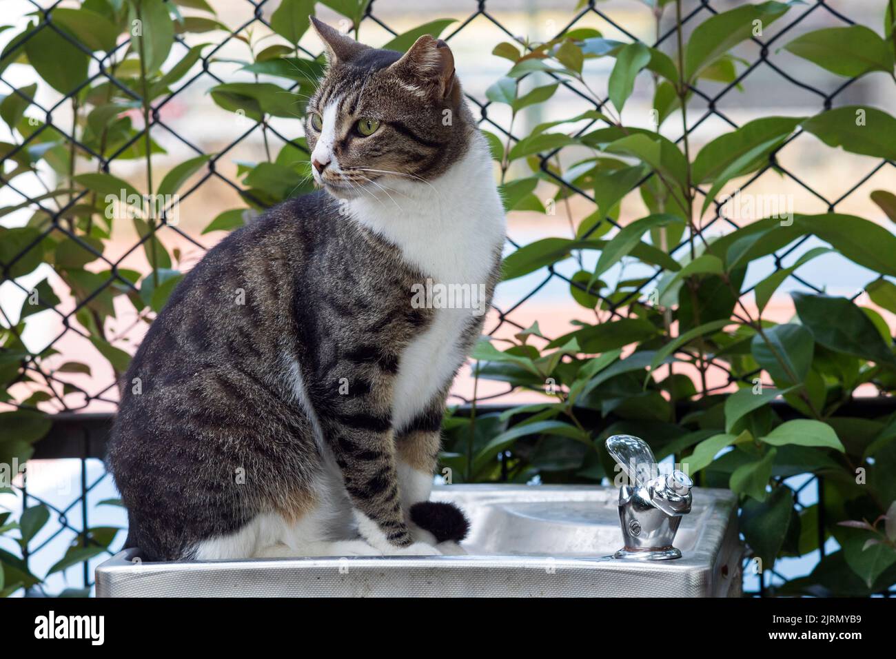 Stray mackerel cat sitting on water dispenser outdoors, looking away Stock Photo