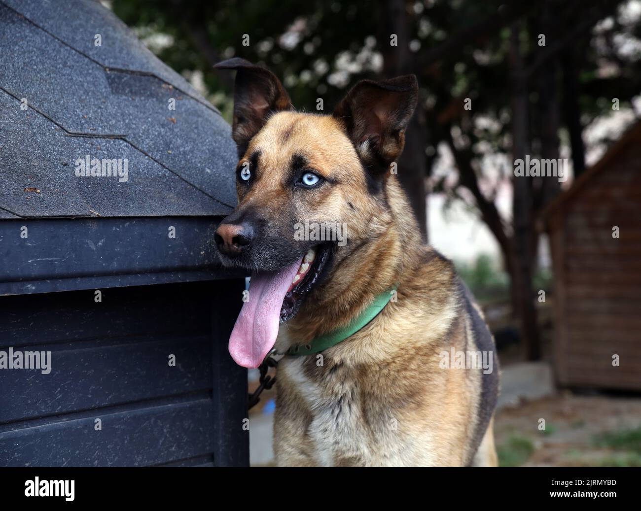 Front portrait of a large dog with blue eyes outdoors in front of its kennel, looking away Stock Photo