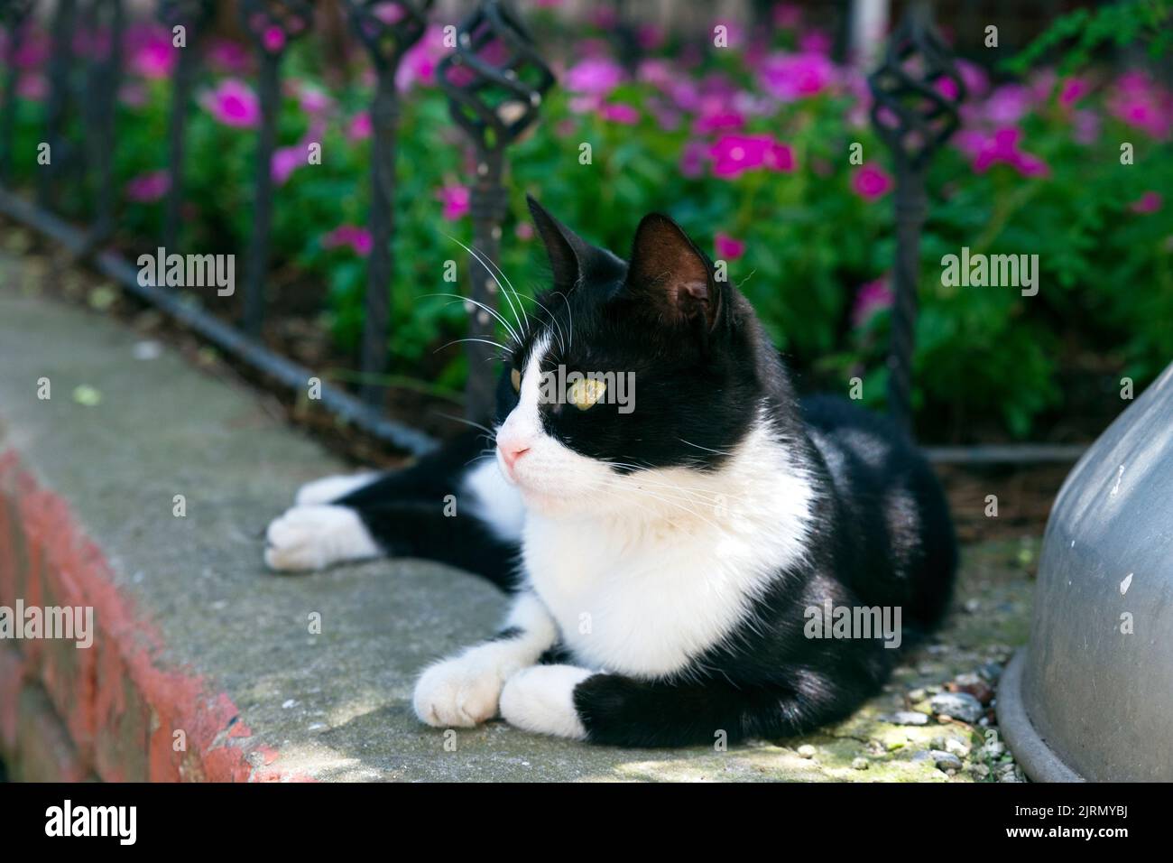 Black and white cat lying outdoors in front of a flower bed Stock Photo ...