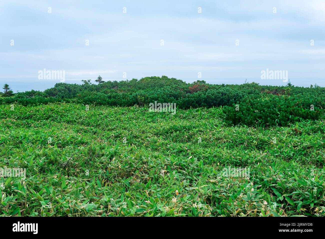 thickets of sasa bamboo and dwarf pines on Kunashir island, natural seaside landscape Stock Photo
