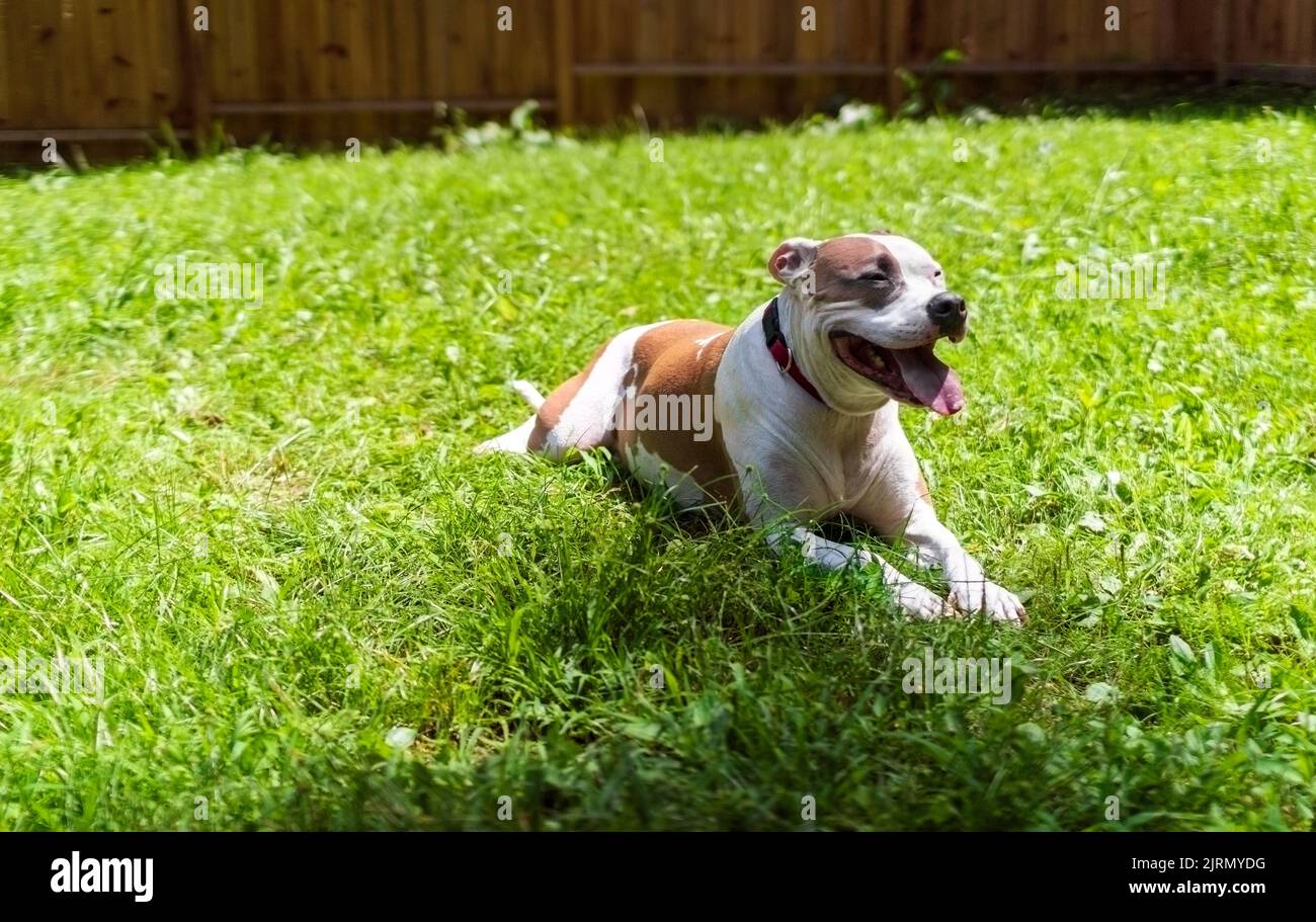A mixed breed dog (American Staffordshire, American Pit Bull Terrier) (Canis lupus familiaris) sits in a grassy yard, looking happy Stock Photo