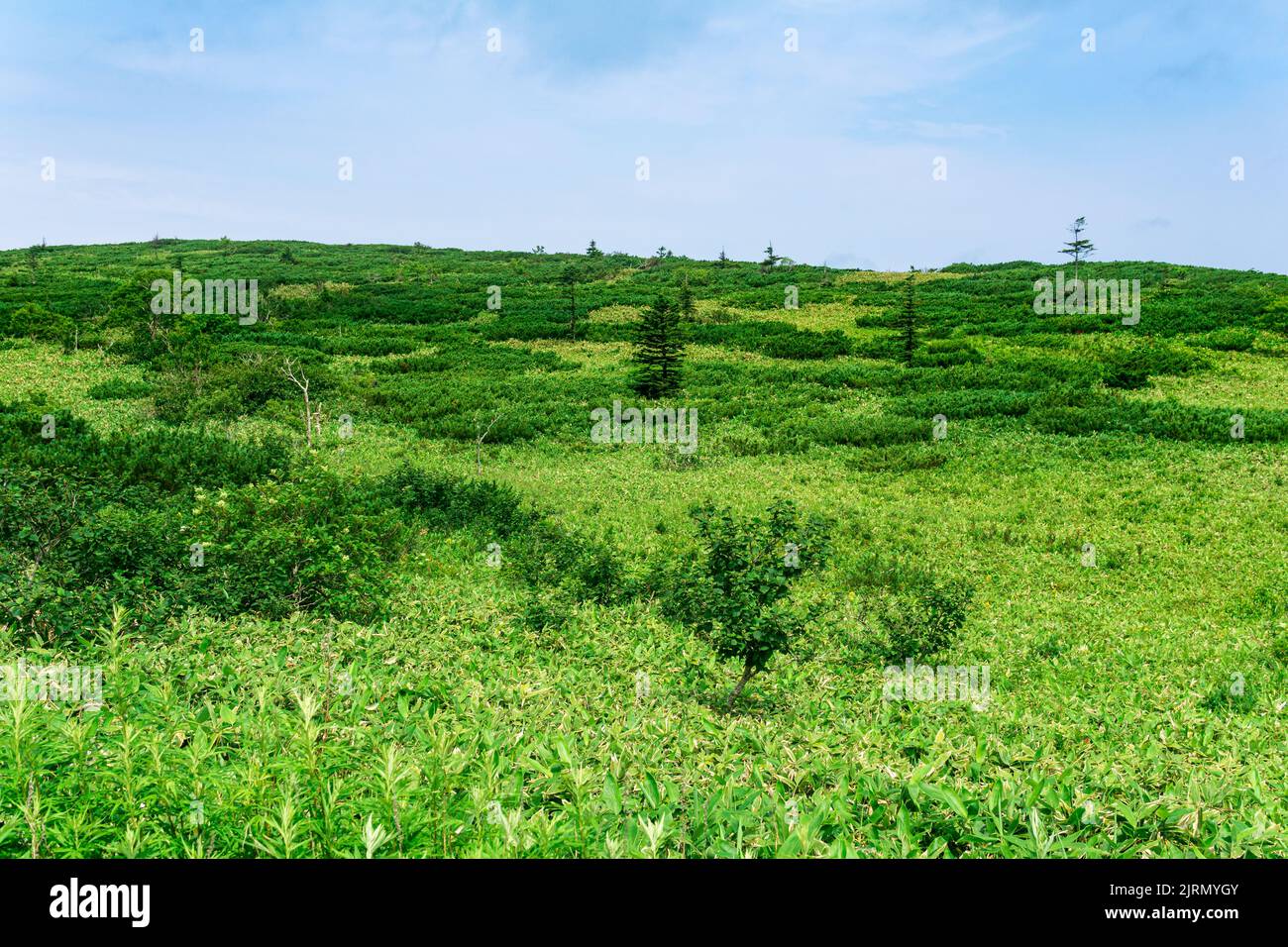 thickets of sasa bamboo and dwarf pines on Kunashir island, natural typical landscape Stock Photo