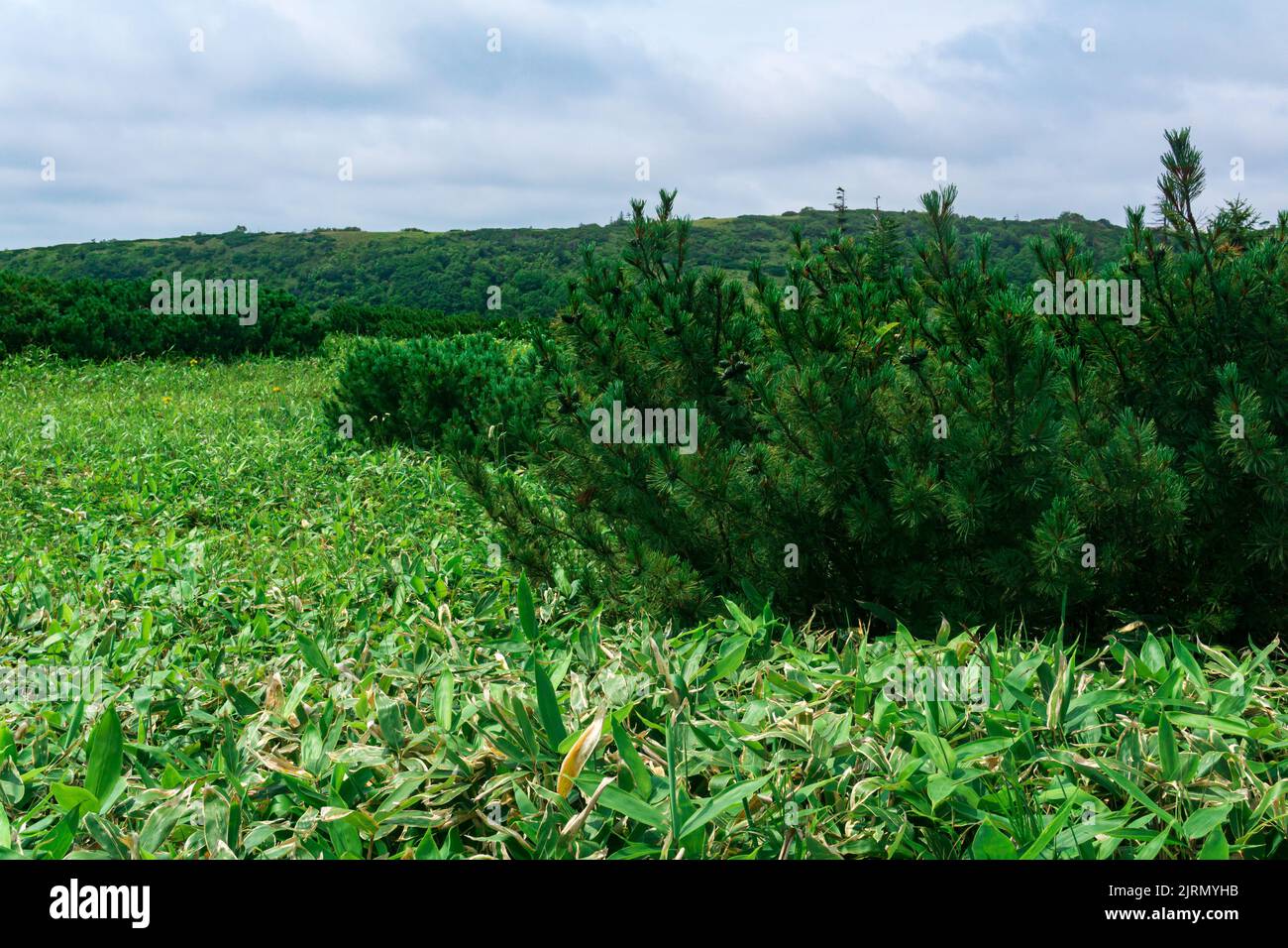 thickets of sasa bamboo and dwarf pines on a foreground on Kunashir island, natural typical landscape Stock Photo