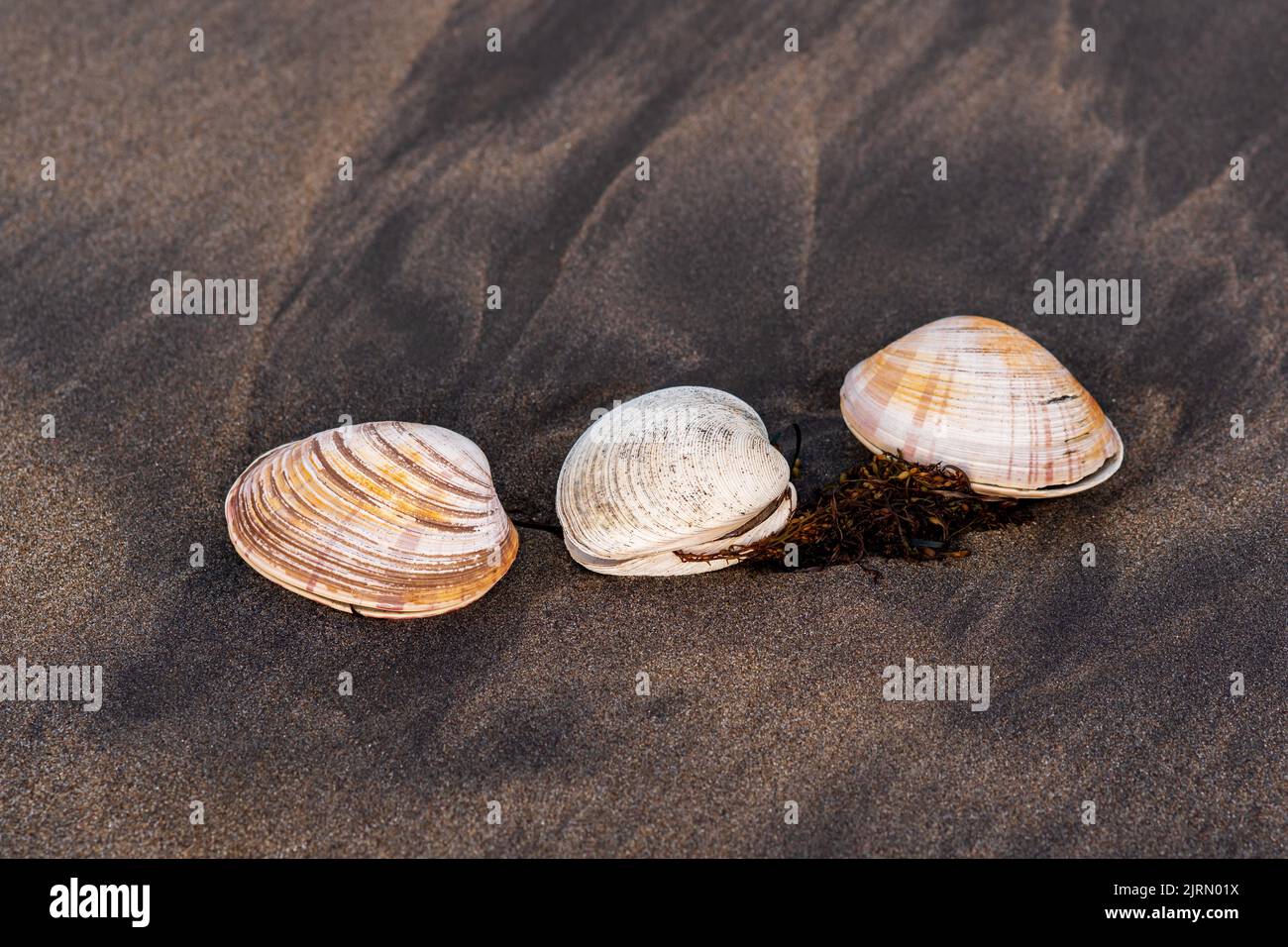 three shells of surf clams on black volcanic sand Stock Photo Alamy