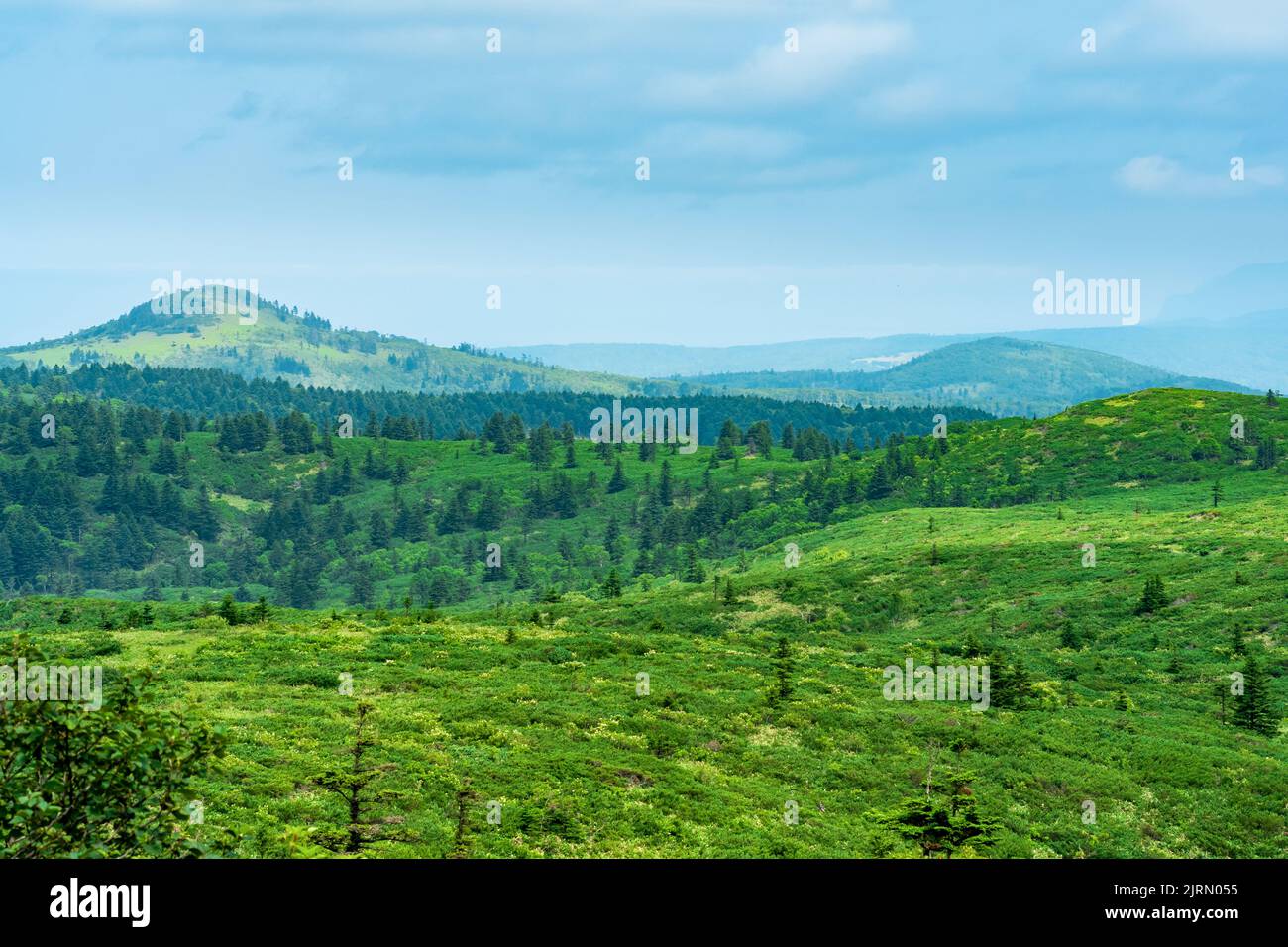 thickets of sasa bamboo and dwarf pines on the hills on Kunashir island, natural seaside insular landscape Stock Photo