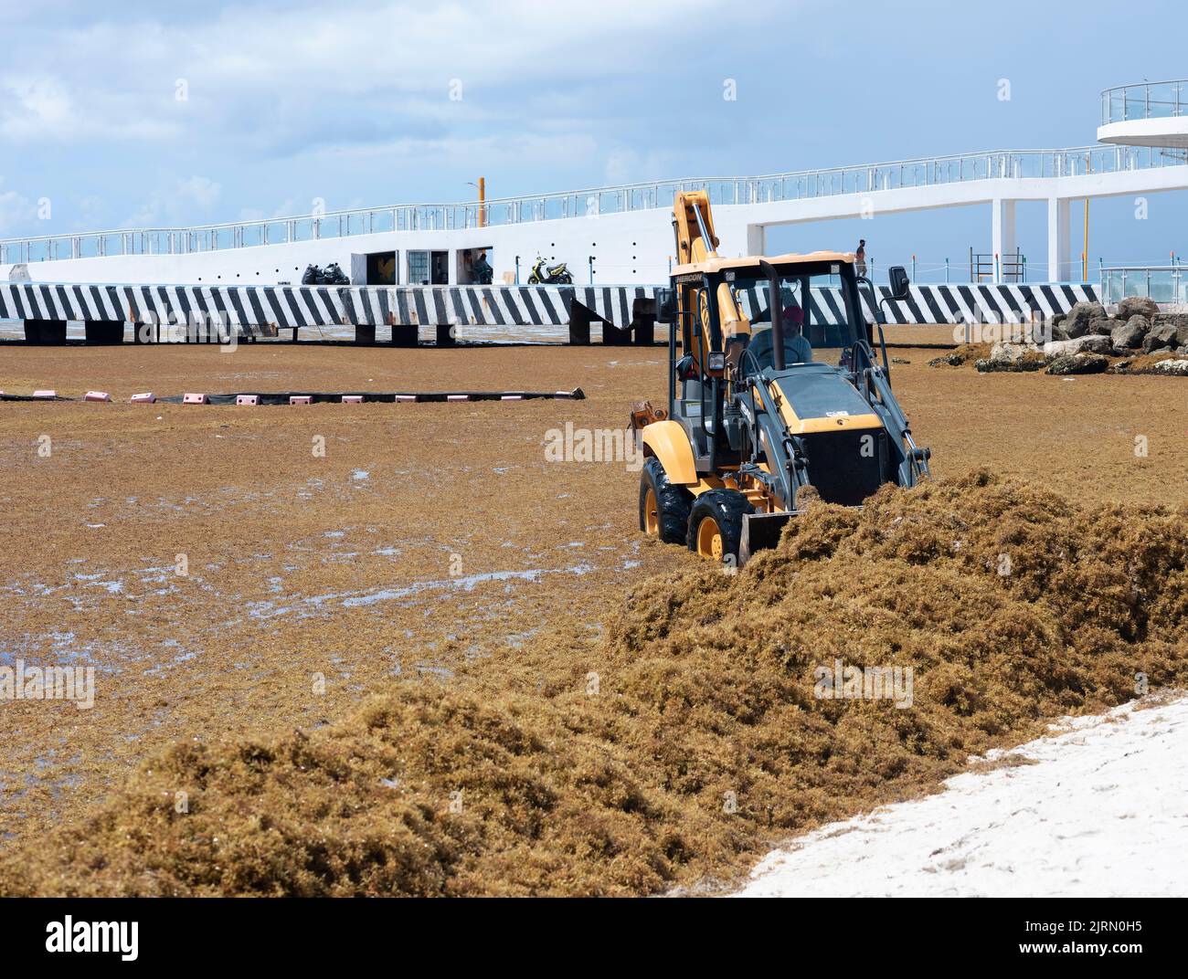A bulldozer enters the sea to remove sargassum from a tropical beach in Mexico. Protecting the mid-environment in the Riviera Maya. Stock Photo