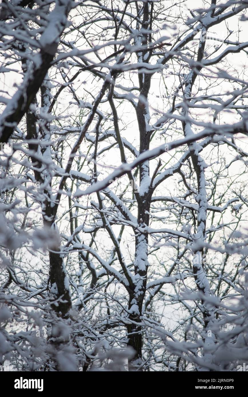 snowy winter forest with oak tree pillars Stock Photo - Alamy
