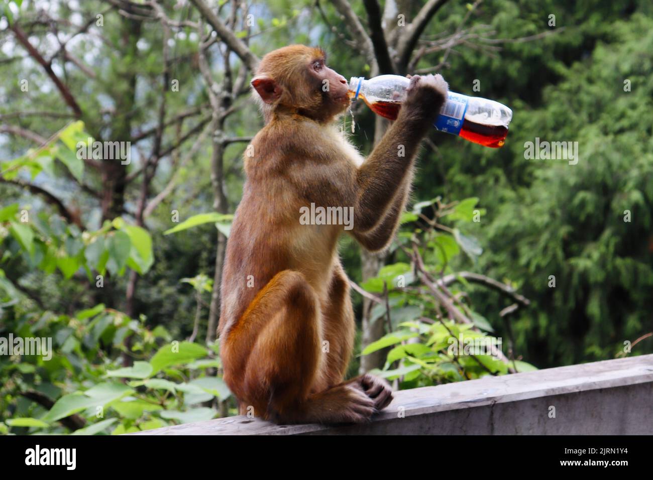 A monkey drinking a bottle of pepsi and sitting on a railing in the forest Stock Photo Alamy