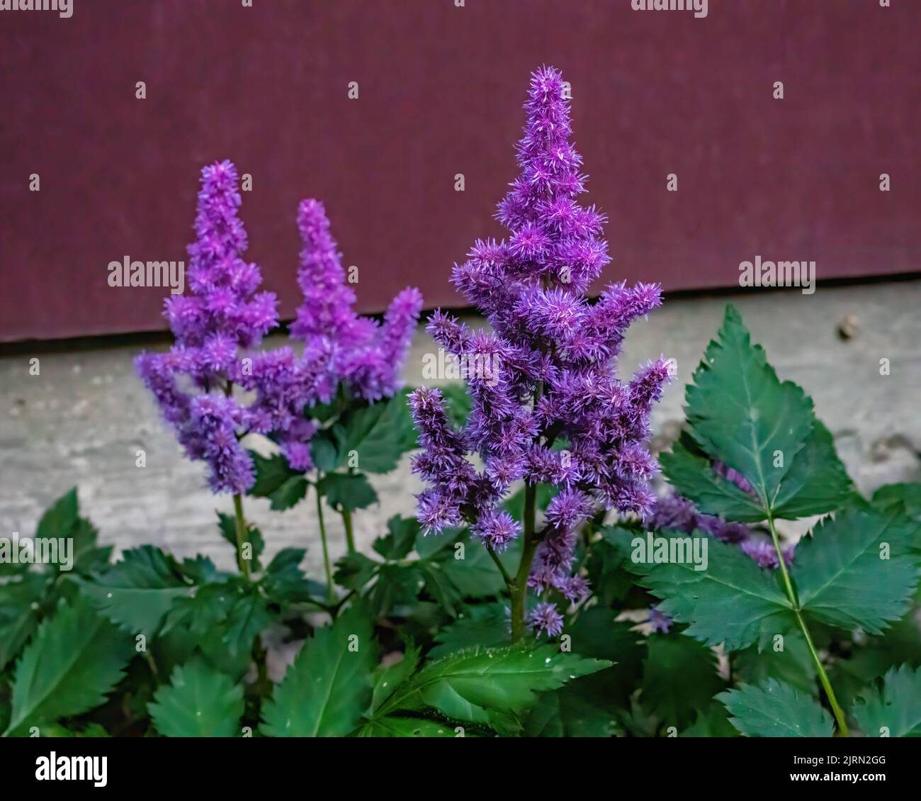 Purple astilbe plant with selective focus in the summer garden in St. Croix Falls, Wisconsin USA. Stock Photo