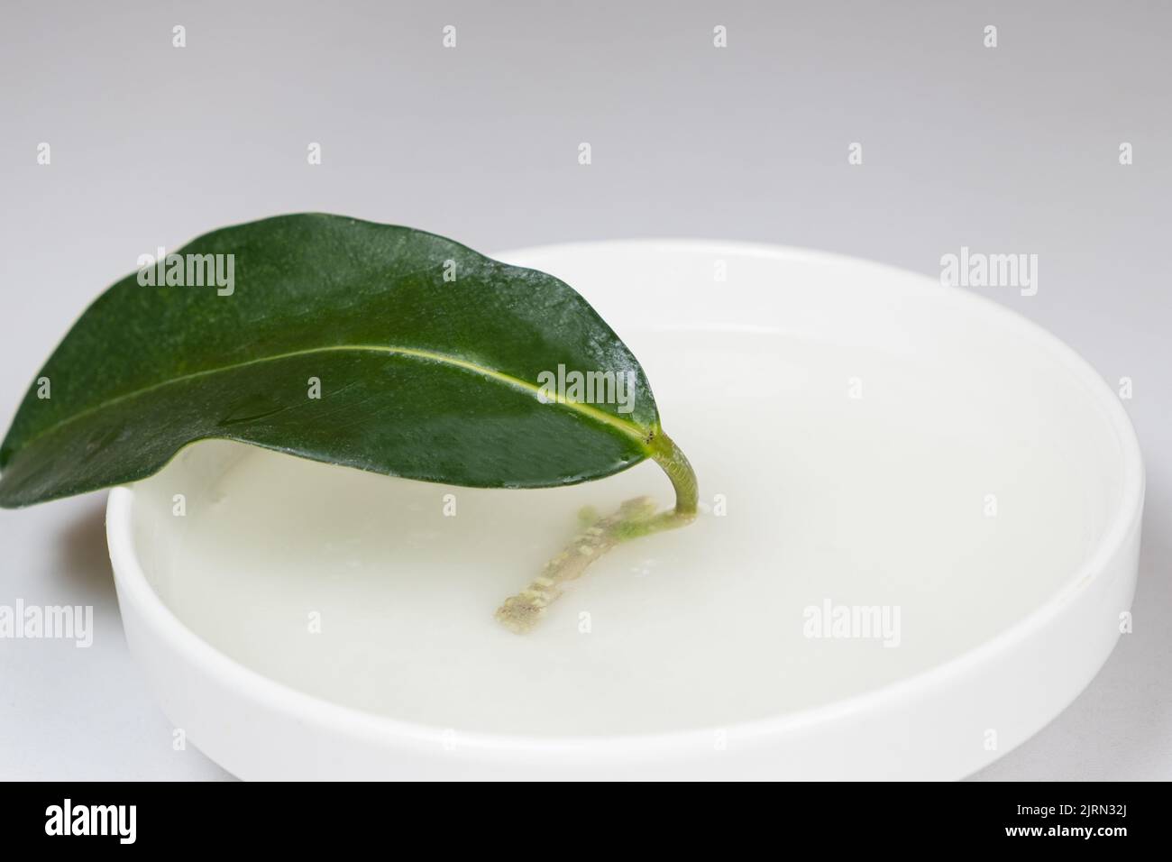 Rooted cuttings of jasmine in an aqueous solution of a root growth