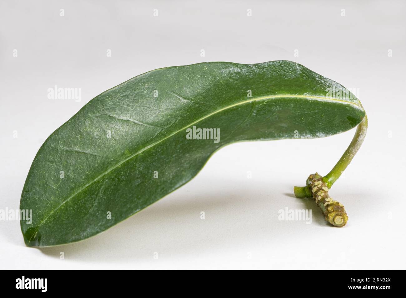 Jasmine cuttings have taken root before planting in the ground