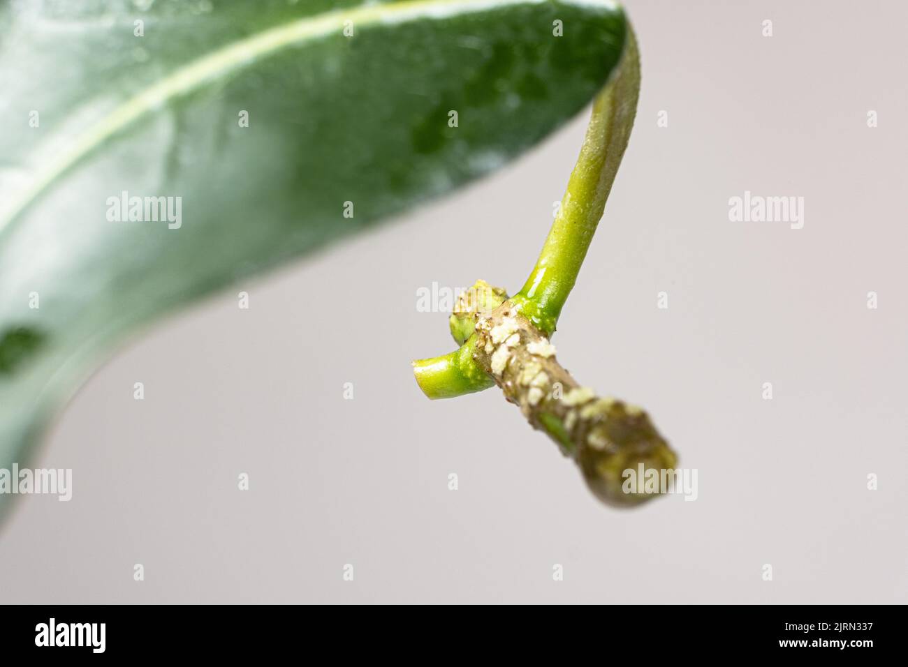 Jasmine cuttings have taken root before planting in the ground