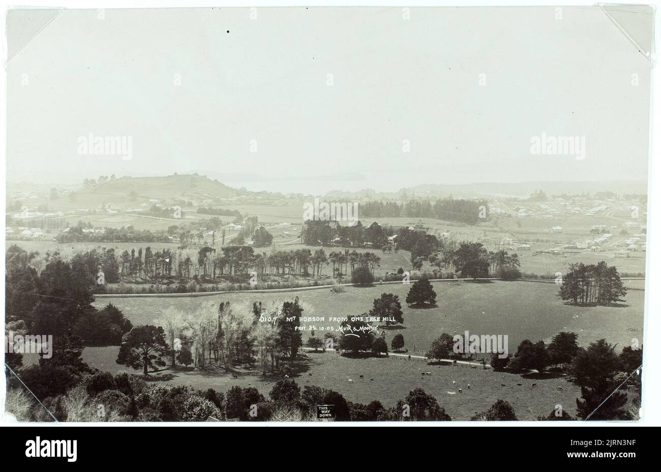 Mt Hobson from One Tree Hill, 25 October 1908, Auckland, by Muir & Moodie. Stock Photo