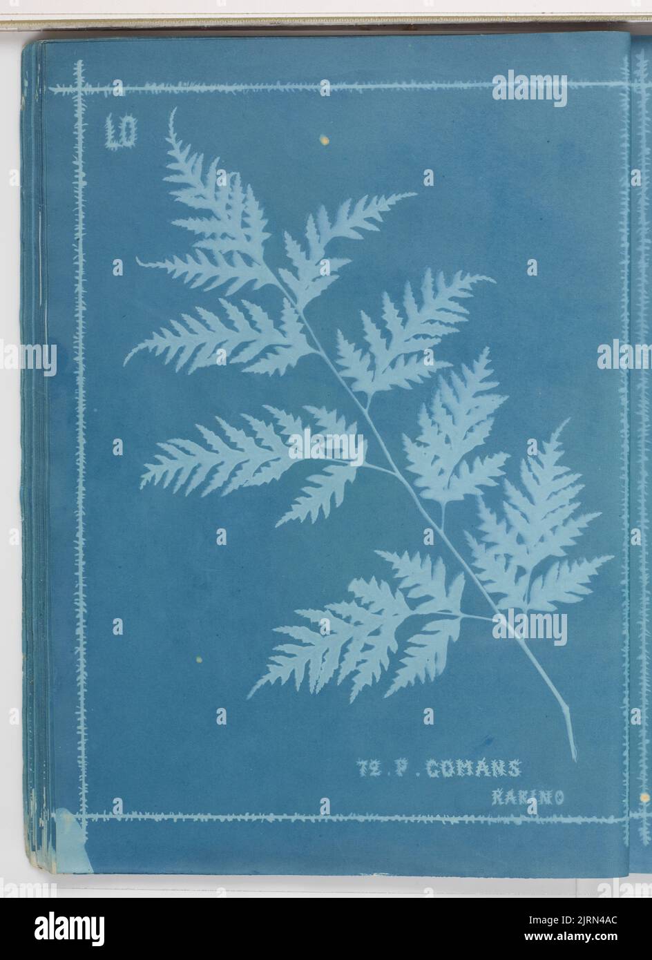 P. comans, Rakino. From the album: New Zealand ferns. 172 varieties, 1880, Auckland, by Herbert Dobbie. Stock Photo